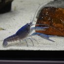 Procambarus alleni - Blauer Floridakrebs