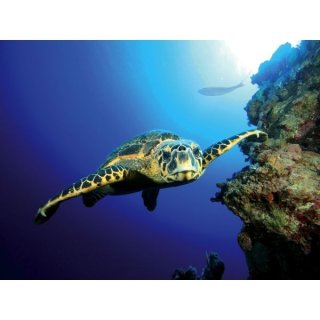 Tetra DecoArt Poster Turtle &amp; Reef 600 x 450 mm