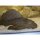 Pterygoplichthys gibbiceps - Wabenschilderwels