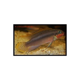 Pelvicachromis taeniatus Nigeria Red - PAAR - Smaragd Prachtbarsch Nigeria Red