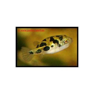 Carinotetraodon travancoricus - Erbsenkugelfisch