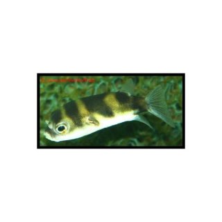 Chelichthys asellus -