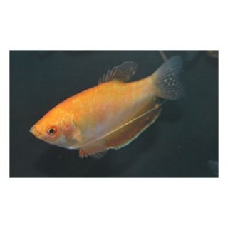 Trichogaster trichopterus var. Gold - Goldener Fadenfisch
