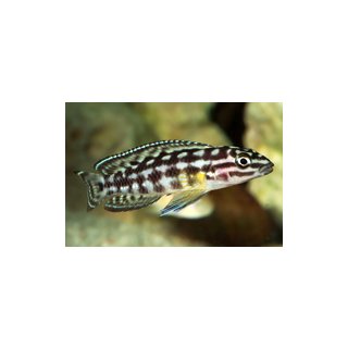 Julidochromis marlieri - Schachbrett-Schlankcichlide