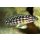 Julidochromis marlieri - Schachbrett-Schlankcichlide