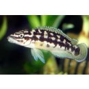 Julidochromis transcriptus - Schwarzweißer...