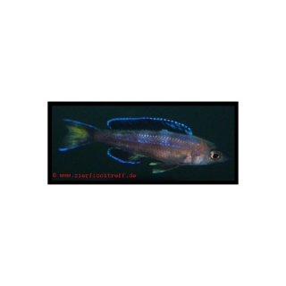 Cyprichromis leptosoma kitumbo