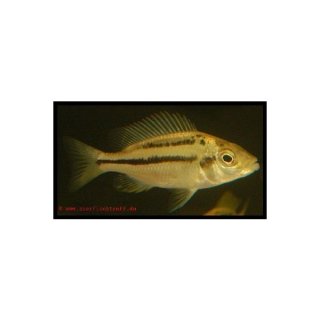 Cheilochromis euchilus - Großlippen-Maulbrüter