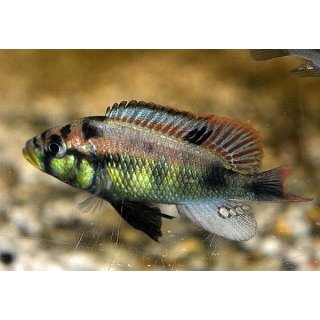 Astatotilapia ( Haplochromis ) burtoni - DNZ
