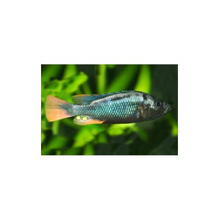 Astatotilapia ( Haplochromis ) nublia