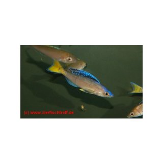 Cyprichromis leptosoma Mupulungu