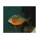 Serrasalmus nattereri - Roter Piranha