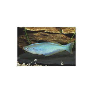 Lamprichthys tanganicanus - Tanganjika Leuchtaugenfisch