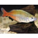 Melanotaenia bleheri - Regenbogenfisch