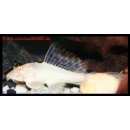 Pterygoplichthys gibbiceps albino