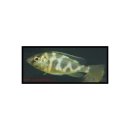 Nimbochromis venustus - Goldstirn-Pfauenmaulbrüter