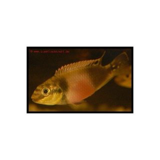 Pelvicachromis subocellatus Matadi - Augenfleck-Prachtbarsch