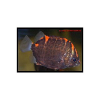 Scatophagus argus red - Roter Argusfisch