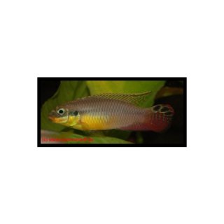 Pelvicachromis taeniatus Lokoundje - Smaragdprachtbarsch Lokoundje