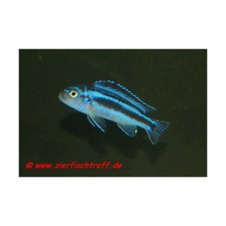 Melanochromis maingano - Stahlblauer Maulbrüter