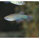 Procatopus aberrans - Leuchtaugenfisch