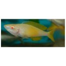 Cyprichromis leptosoma kitumba albino