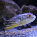 Tetraodon fahaka - Nilkugelfisch