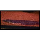 Rhamphichthys rostratus - Langschnabel-Messeraal