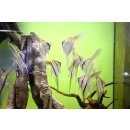Pterophyllum scalare Santa Isabel