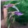 Poecilia reticulata Doppelschwert lila-gelb XXL 1 Paar