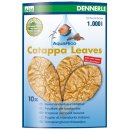 Dennerle Catappa Leaves - 10 Seemandelbaumblätter
