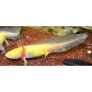 Ambystoma mexicanum - Axolotl gold
