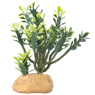 Hobby Euphorbia M 15 x 7 x 16  cm