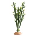 Hobby Euphorbia L 25 x 10 x 46 cm