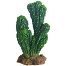 Hobby Kaktus Victoria 1 Höhe 19 cm
