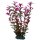Hobby Ludwigia 25 cm, täuschend echt aussehende Aquarienpflanze