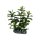Hobby Bacopa 7 cm,  täuschend echt aussehende Aquarienpflanze