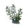 Hobby Bacopa 13 cm, kleine k&uuml;nstliche Aquarienpflanze