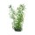 Hobby Heteranthera 25 cm täuschend echt wirkende Aquarienpflanze