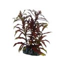 Hobby Nesaea 13 cm, kleine rote Aquarienpflanze