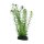 Hobby Lagarosiphon 20 cm, täuschend echt wirkende Aquarienpflanze