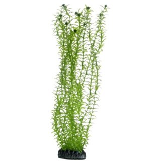 Hobby Lagarosiphon 34 cm,  t&auml;uschend echt wirkende Aquarienpflanze
